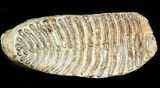 Nice Upper Jaw M Mammoth Molar - North Sea #45382-3